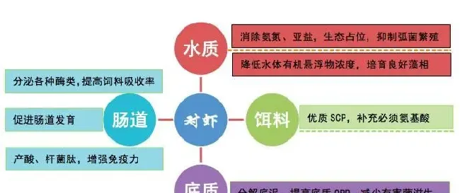 涨姿势！对虾养殖中常见有益菌原来都是这样“工作”的