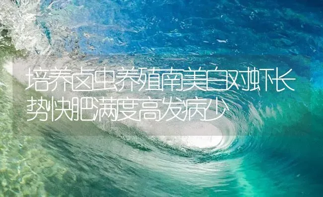 培养卤虫养殖南美白对虾长势快肥满度高发病少 | 海水养殖