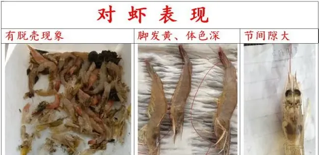 南美白对虾养殖户在夏季怎么防治纤毛虫？