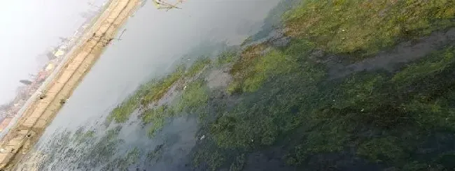 河蟹放苗那些事儿
