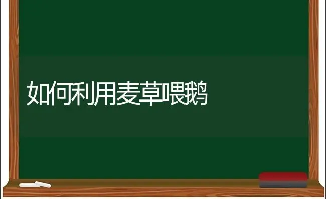 如何利用麦草喂鹅 | 家禽养殖