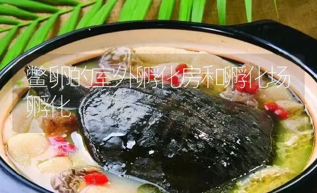 鳖卵的室外孵化房和孵化场孵化 | 淡水养殖