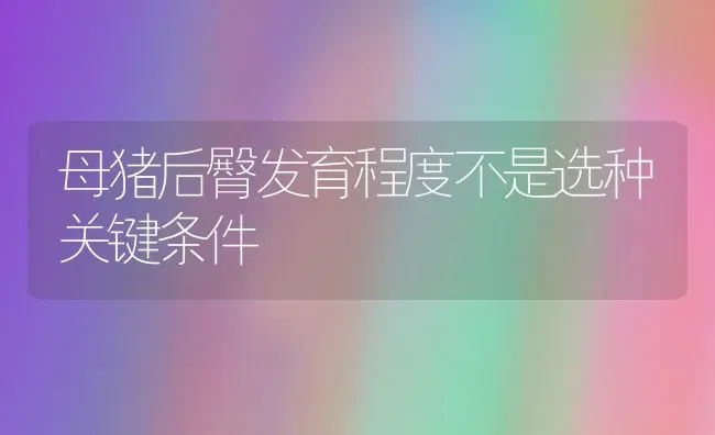 母猪后臀发育程度不是选种关键条件 | 家畜养殖