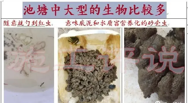 珠三角三个冬棚对虾的介绍和比较