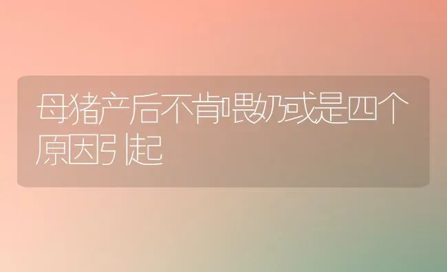 母猪产后不肯喂奶或是四个原因引起 | 家畜养殖