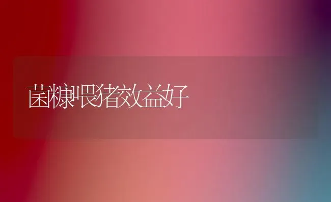菌糠喂猪效益好 | 家畜养殖