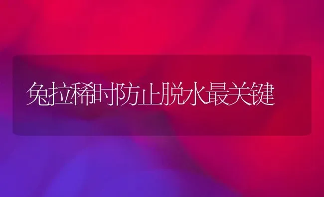兔拉稀时防止脱水最关键 | 家畜养殖