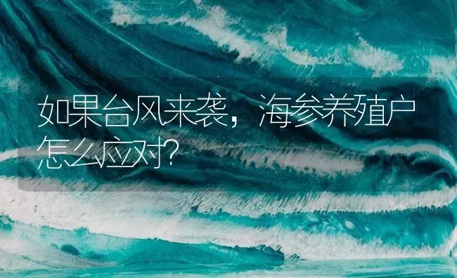 如果台风来袭，海参养殖户怎么应对？ | 海水养殖