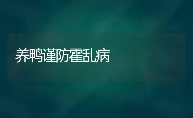 养鸭谨防霍乱病 | 家禽养殖