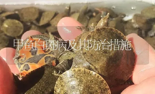 甲鱼白斑病及其防治措施 | 淡水养殖