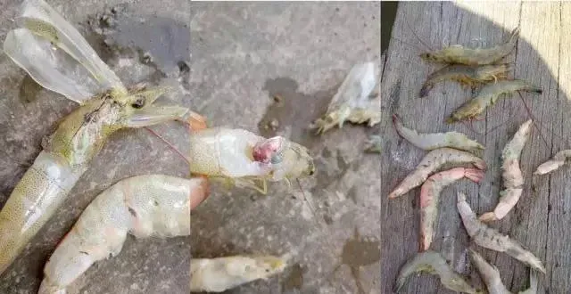 导致南美白对虾养不大的两个硬性指标：水体的硬度和藻毒素