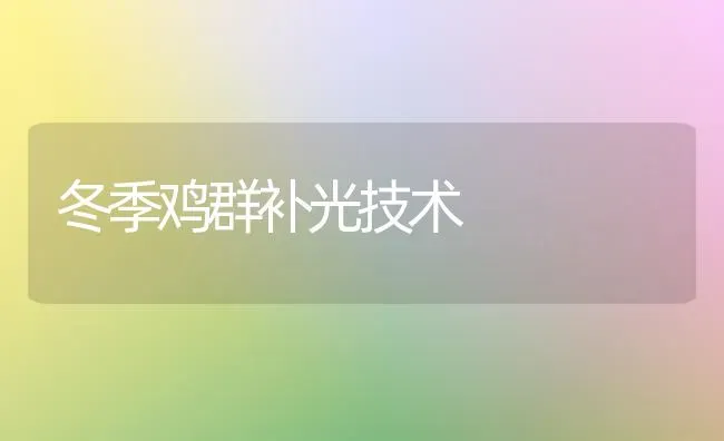 冬季鸡群补光技术 | 家禽养殖
