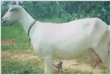 奶山羊养殖技术 | 动物养殖资料