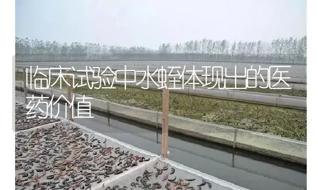 临床试验中水蛭体现出的医药价值 | 养殖病虫害防治