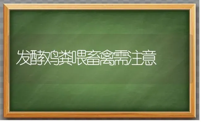 发酵鸡粪喂畜禽需注意 | 家禽养殖