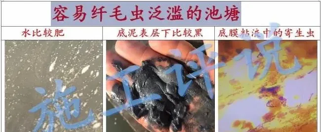 南美白对虾养殖户在夏季怎么防治纤毛虫？