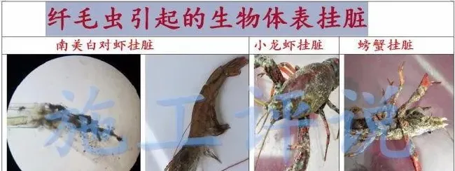 南美白对虾养殖户在夏季怎么防治纤毛虫？