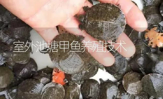 室外池塘甲鱼养殖技术 | 淡水养殖