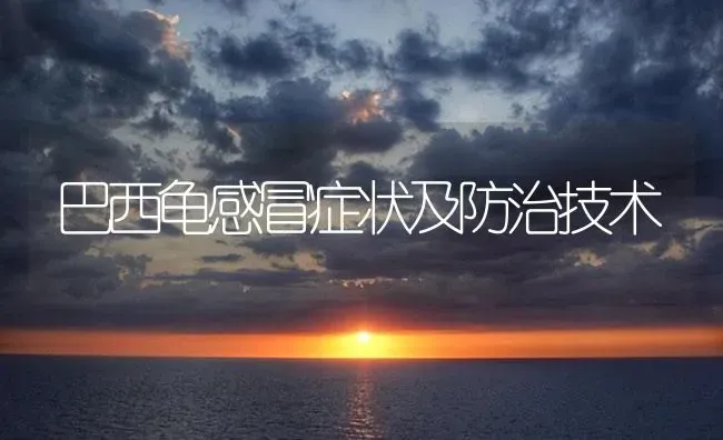 巴西龟感冒症状及防治技术 | 养殖病虫害防治