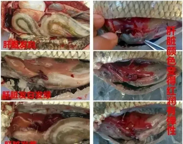 草鱼6块白鲢3块行情下的养殖策略
