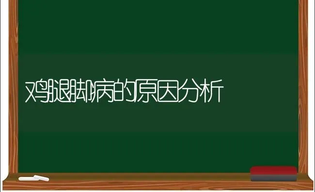 鸡腿脚病的原因分析 | 家禽养殖