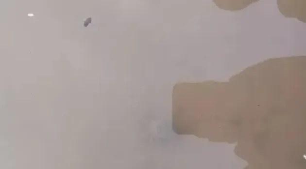 揭秘螃蟹在第一次脱壳后为什么会死亡率这么大？