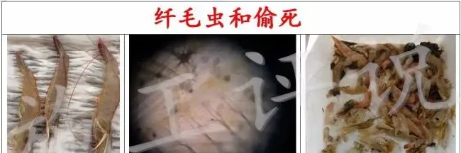 南美白对虾养殖户在夏季怎么防治纤毛虫？