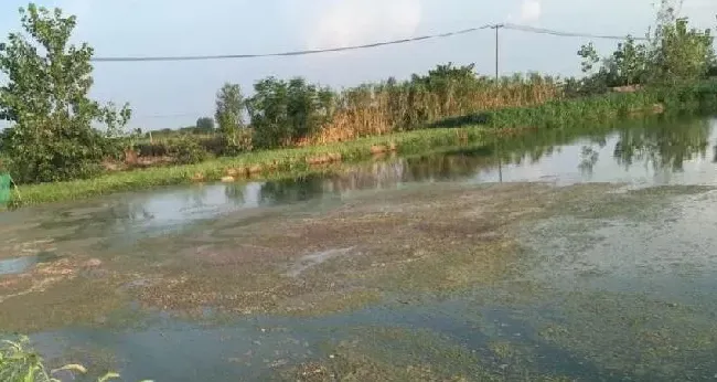 高温季节水产养殖注意事项