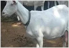 奶山羊养殖技术 | 动物养殖资料