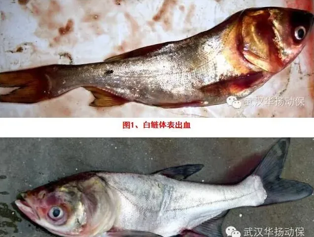 花白鲢暴发性出血病的诊断及防控技术