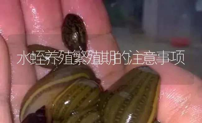 水蛭养殖繁殖期的注意事项 | 特种养殖