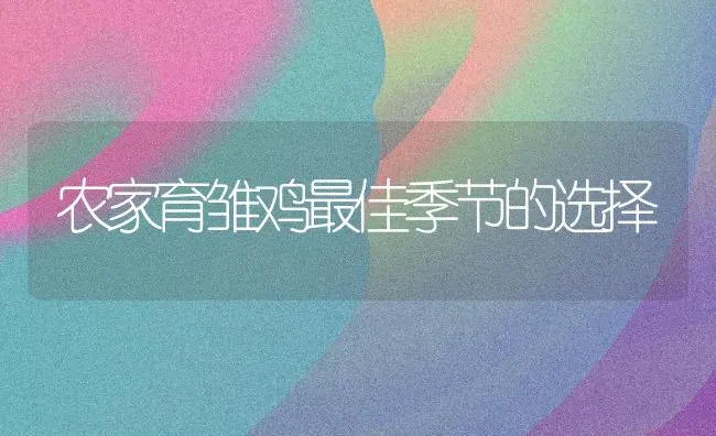农家育雏鸡最佳季节的选择 | 家禽养殖