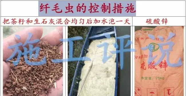 南美白对虾养殖户在夏季怎么防治纤毛虫？