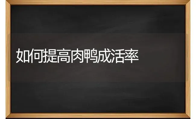 如何提高肉鸭成活率 | 家禽养殖