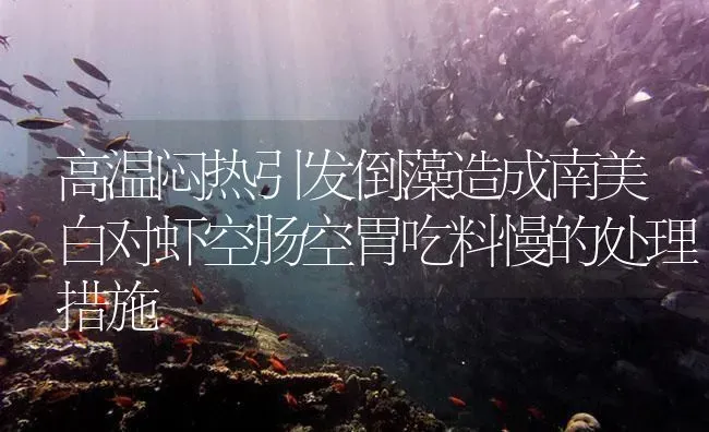高温闷热引发倒藻造成南美白对虾空肠空胃吃料慢的处理措施 | 海水养殖