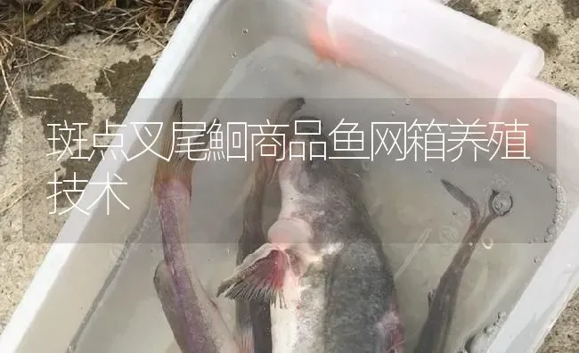 斑点叉尾鮰商品鱼网箱养殖技术 | 淡水养殖