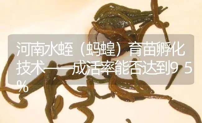 河南水蛭（蚂蝗）育苗孵化技术——成活率能否达到95% | 特种养殖