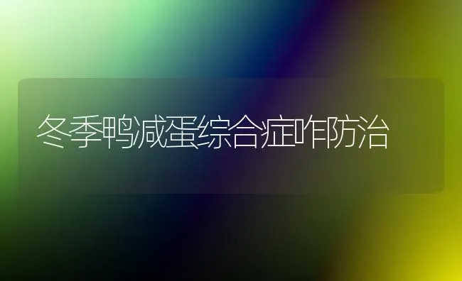 冬季鸭减蛋综合症咋防治 | 家禽养殖