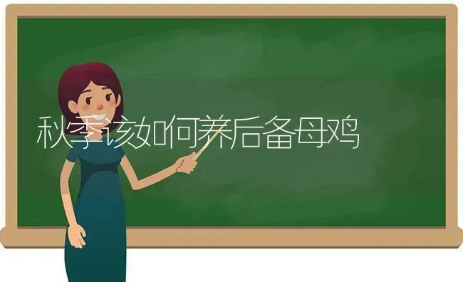 秋季该如何养后备母鸡 | 家禽养殖