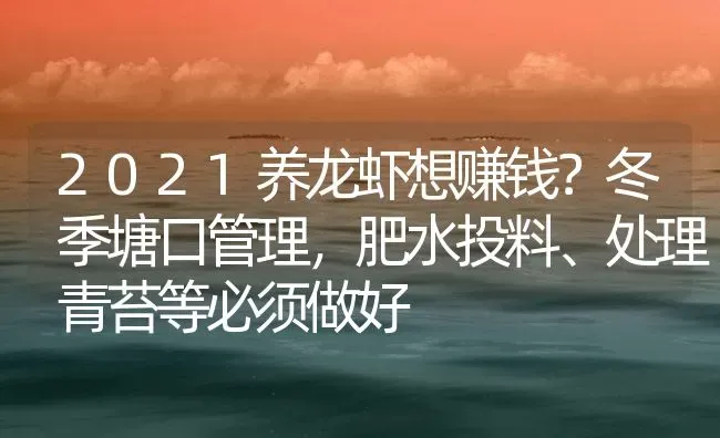 2021养龙虾想赚钱？冬季塘口管理，肥水投料、处理青苔等必须做好 | 海水养殖