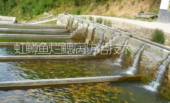 虹鳟鱼烂鳃病防治技术 | 淡水养殖