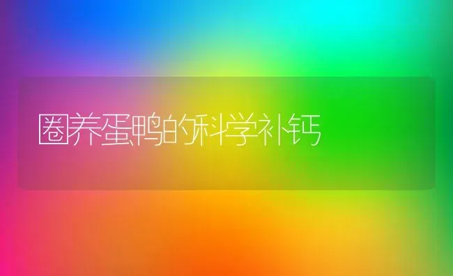 圈养蛋鸭的科学补钙 | 家禽养殖