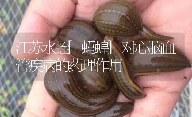 江苏水蛭[蚂蝗]对心脑血管疾病的药理作用 | 养殖病虫害防治