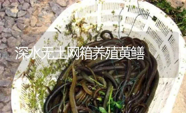深水无土网箱养殖黄鳝 | 淡水养殖