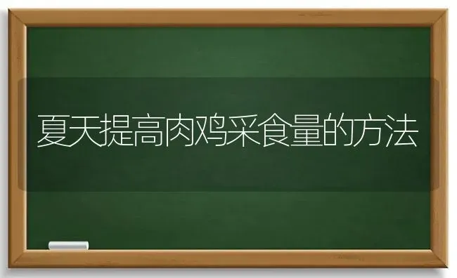 夏天提高肉鸡采食量的方法 | 家禽养殖