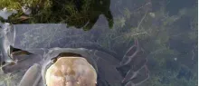 河蟹五壳蜕壳期的管理工作要点