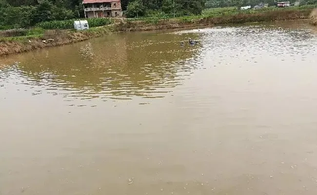 新挖的池塘也要注重水质调节