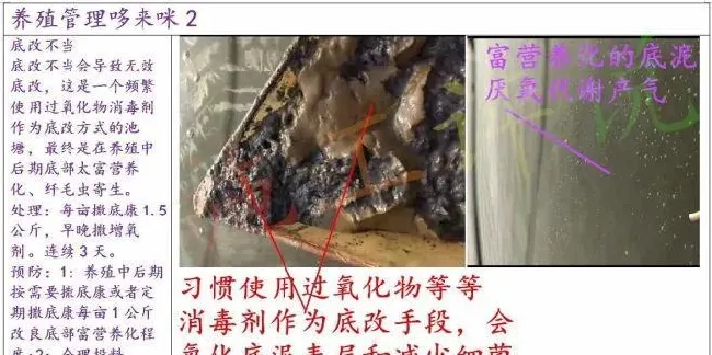 南美白对虾养殖户在夏季怎么防治纤毛虫？