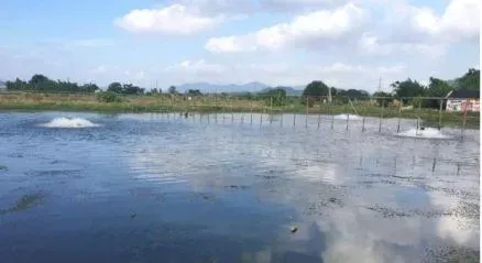 广东珠海地区罗虾种草养殖日常管理及常见问题处理
