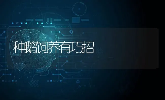 种鹅饲养有巧招 | 家禽养殖